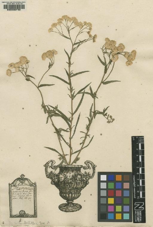 Achillea ptarmica L. - BM000647150