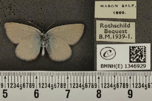 Cupido minimus ab. obsoleta Tutt, 1896 - BMNHE_1346929_150627