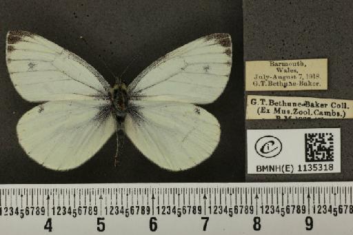 Pieris napi sabellicae Stephens, 1827 - BMNHE_1135318_89186