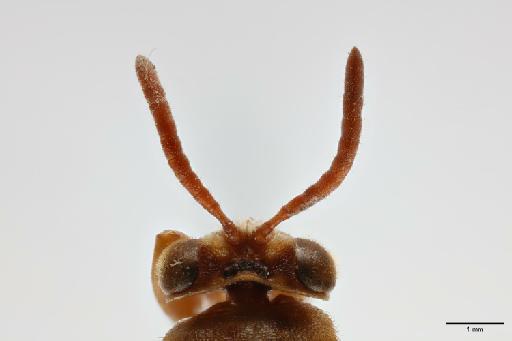 Polistomorpha femorata Boucek, 1974 - 014444365_Polistomorpha_femorata_HT_dorsal_head