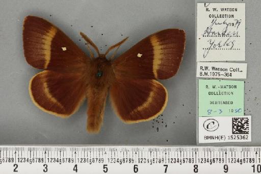 Lasiocampa quercus callunae Gillette & Palmer, 1847 - BMNHE_1525362_194252