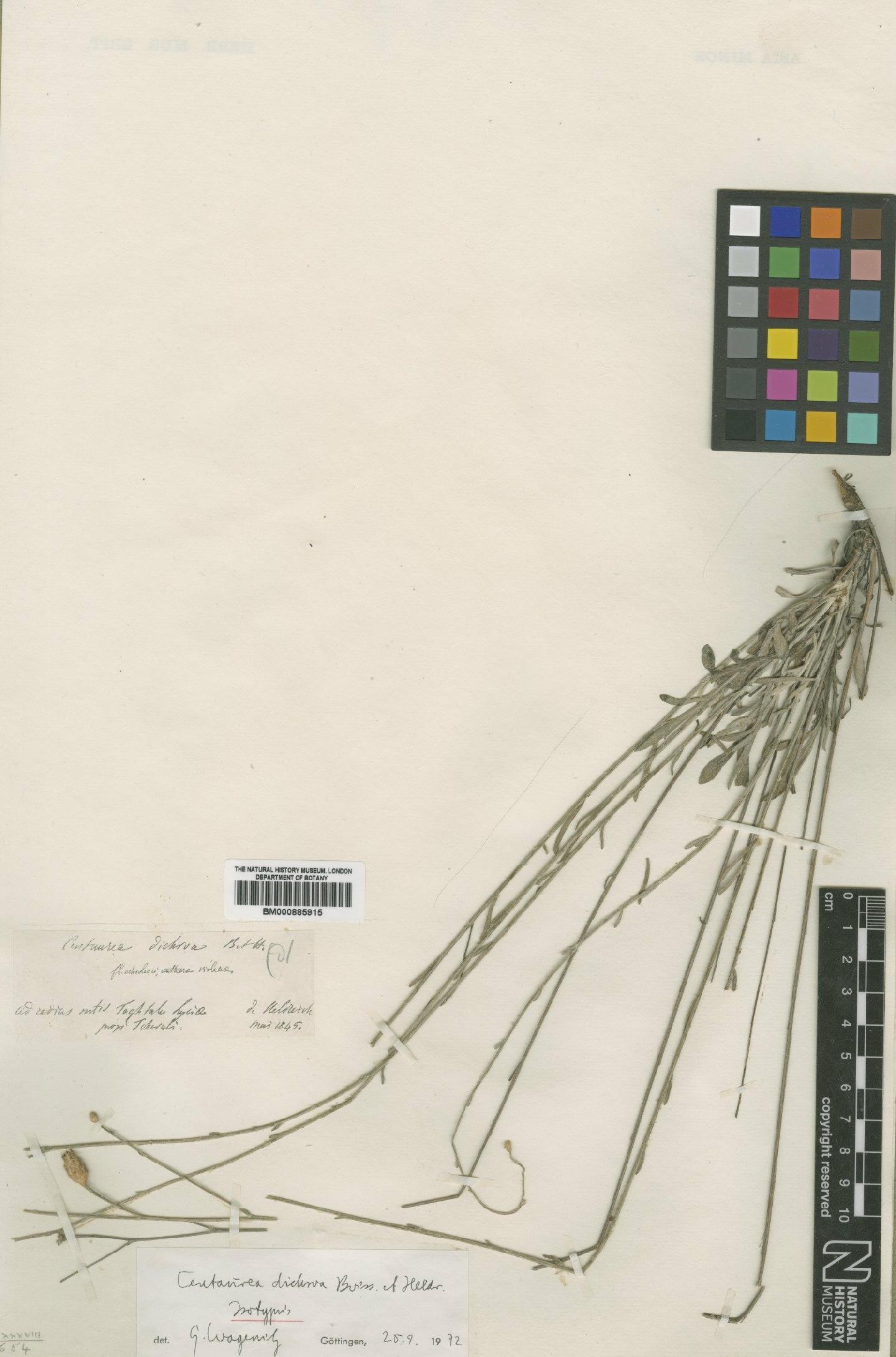 To NHMUK collection (Centaurea dichroa Heldr; Isotype; NHMUK:ecatalogue:4995425)