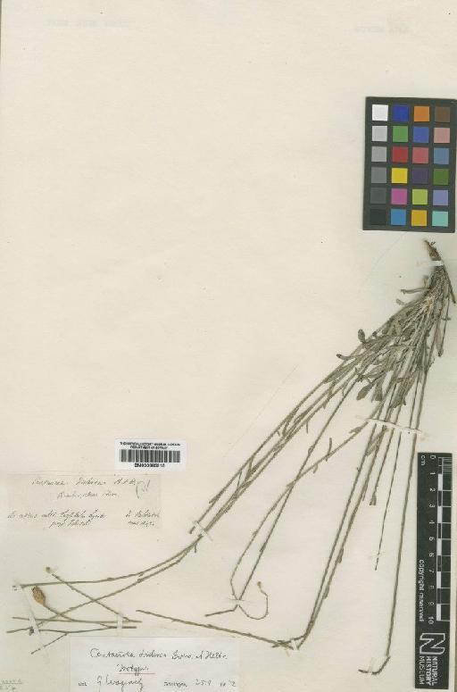 Centaurea dichroa Heldr - BM000885915