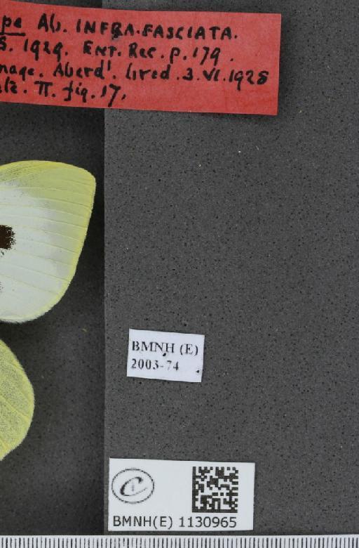 Pieris brassicae (Linnaeus, 1758) - BMNHE_1130965_label_87627