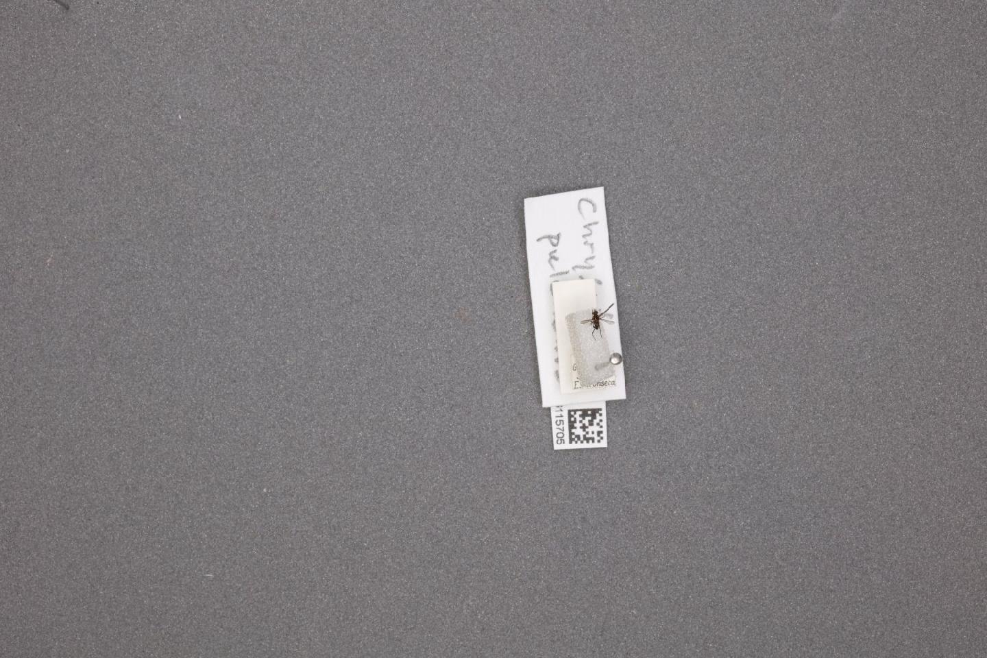 Chrysotus pulchellus