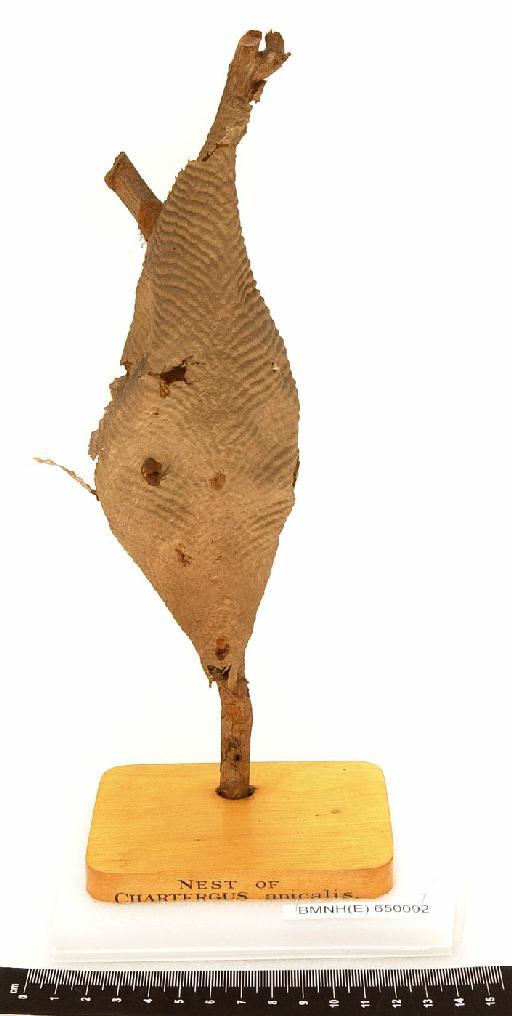 Chartegus apicalis - Hymenoptera Nest BMNH(E) 650092