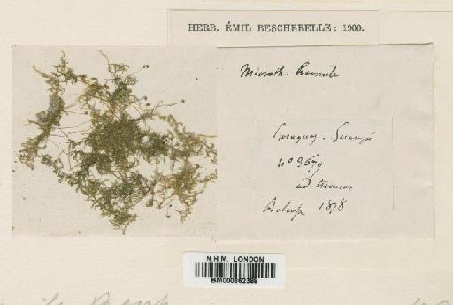 Mittenothamnium humile (Besch.) Cardot - BM000862388