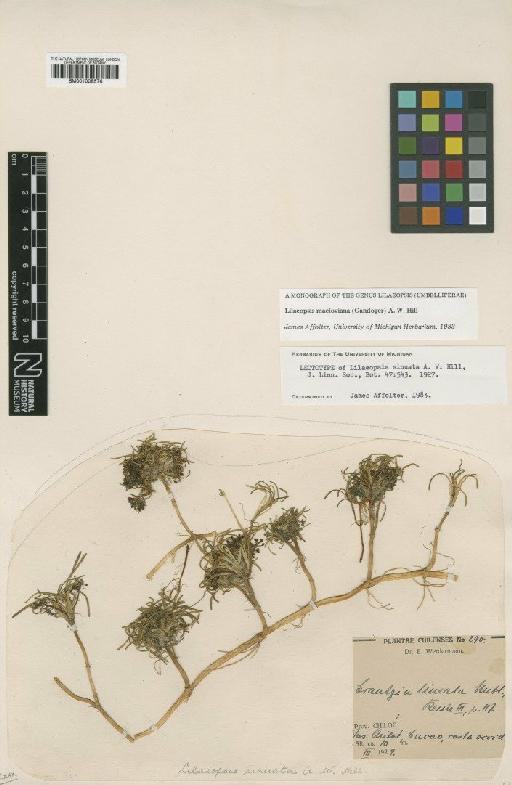 Lilaeopsis macloviana (Gand) Hill - BM001008576