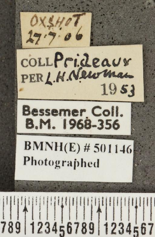 Plebejus argus argus ab. pallida Tutt, 1909 - BMNHE_501146_label_152568
