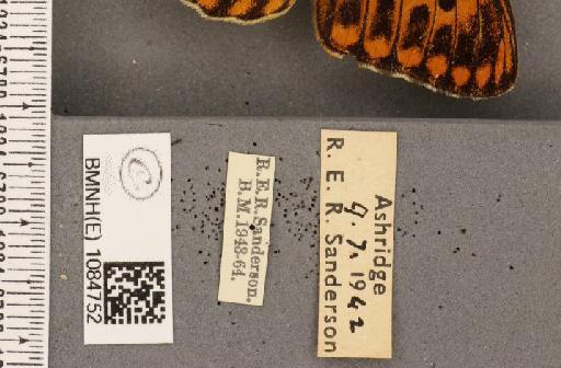 Argynnis aglaja ab. mitchelli Kershaw, 1952 - BMNHE_1084752_label_53717