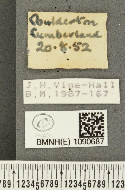 Pyronia tithonus britanniae (Verity, 1914) - BMNHE_1090687_label_996