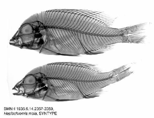 Haplochromis mola Trewavas, 1935 - BMNH 1935.6.14.2357-2359, Haplochromis mola, SYNTYPE, Radiograph