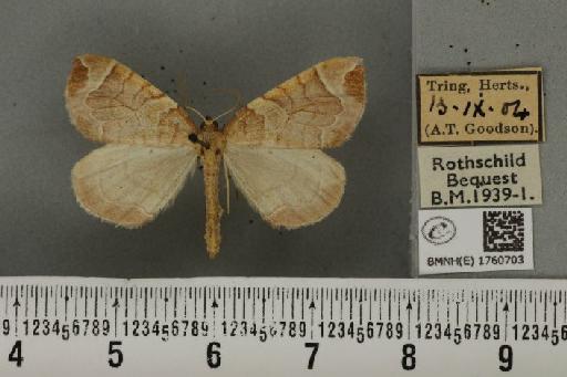 Eulithis testata (Linnaeus, 1761) - BMNHE_1760703_343367