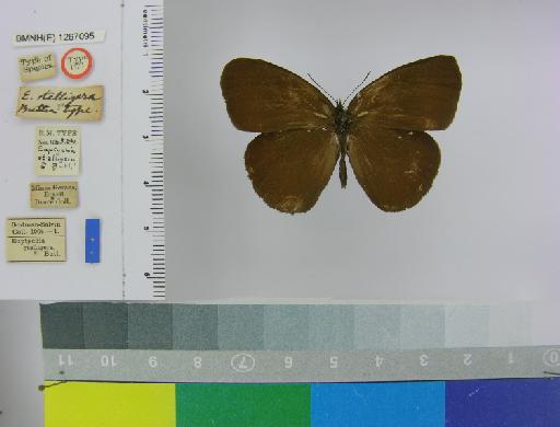 Euptychia stelligera Butler, 1874 - BMNH(E)_1267095_Forsterinaria_(Euptychia)_quantius_stelligera_Butler_HT_male_ (1)