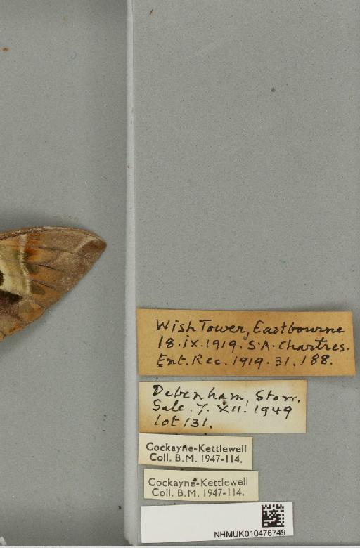 Daphnis nerii (Linnaeus, 1758) - NHMUK_010476749_label_534346