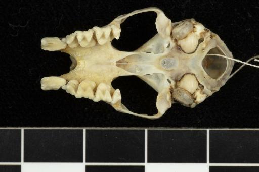 Hipposideros indus unitus Andersen, 1918 - 1912_11_29_20-Hipposideros_indus_unitus-Type-Skull-occlusal