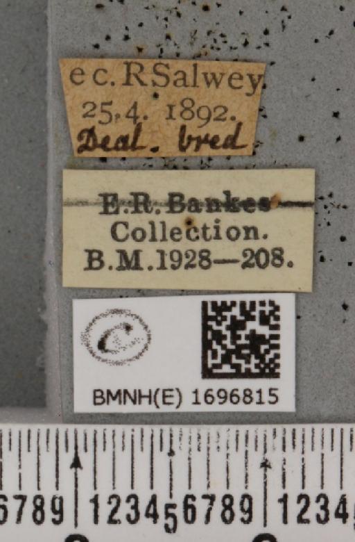 Nola aerugula (Hübner, 1793) - BMNHE_1696815_label_292933