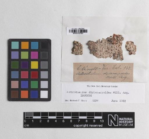 Astrothelium diplocarpoides Müll.Arg. - BM001107821