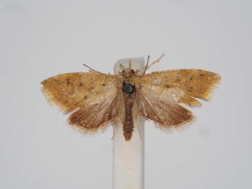 Pseudargyrotoza subaurantiana (Stephens, 1834) - Pseudargyrotoza_subaurantiana_Stephens_1829_Holotype_BMNH(E)#1055419_image001