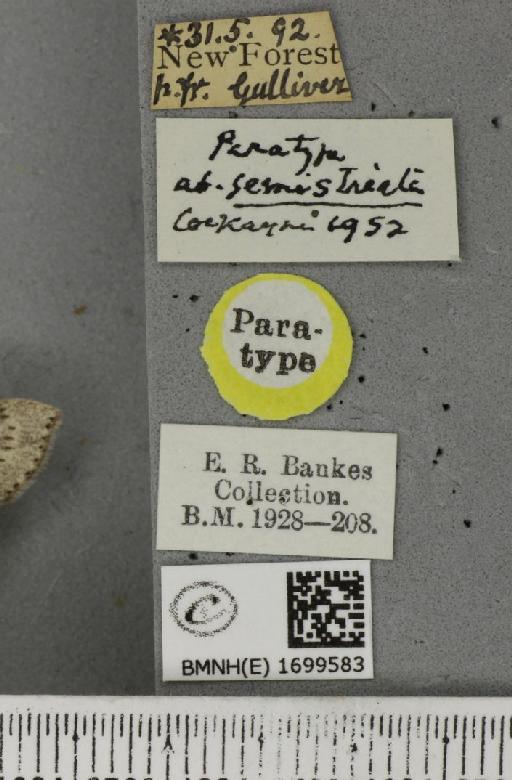 Cyclophora pendularia ab. semistriata Cockayne, 1952 - BMNHE_1699583_label_273086