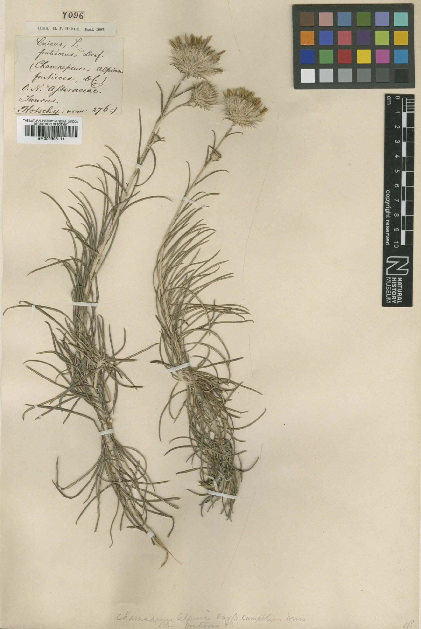 To NHMUK collection (Ptilostemon chamaepeuce var. camptolepis (Boiss.) Greuter; Type; NHMUK:ecatalogue:475762)
