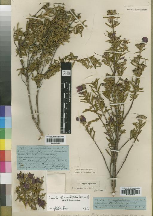 Dissotis rhinanthifolia (Brenan) A.Fern. & R.Fern. - BM000902400