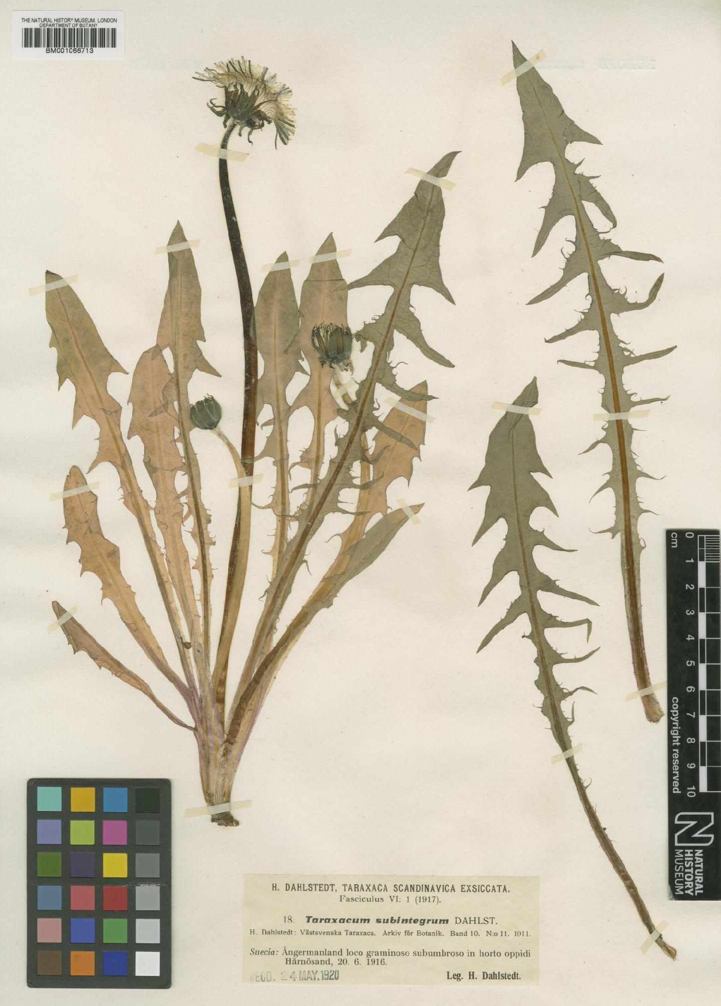 To NHMUK collection (Taraxacum subintegrum Dahlst.; TYPE; NHMUK:ecatalogue:2229921)