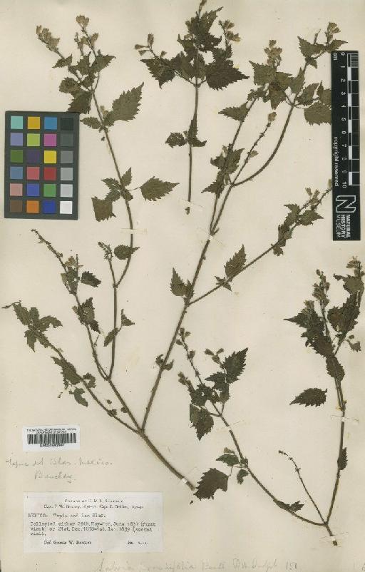 Salvia prasiifolia Benth. - BM000992997