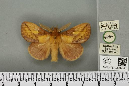 Euthrix potatoria (Linnaeus, 1758) - BMNHE_1526239_197779