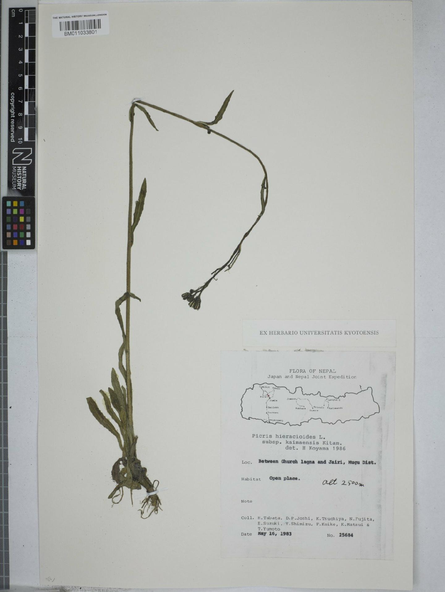 To NHMUK collection (Picris hieracioides subsp. kaimaensis Kitam.; NHMUK:ecatalogue:9157404)