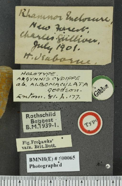 Fabriciana adippe vulgoadippe ab. albomaculata Goodson, 1948 - BMNHE_500065_label_58421