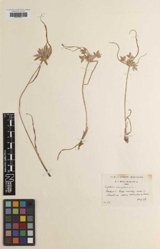 Cyperus compressus L. - BM001209220