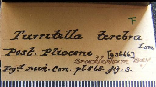 Turritellinella communis (Risso, 1826) - OR 43666. Turritella terebra (label)