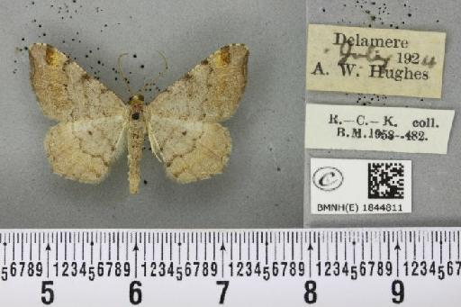 Macaria liturata (Clerck, 1759) - BMNHE_1844811_421112