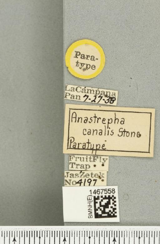 Anastrepha canalis Stone, 1942 - BMNHE_1467558_label_40457