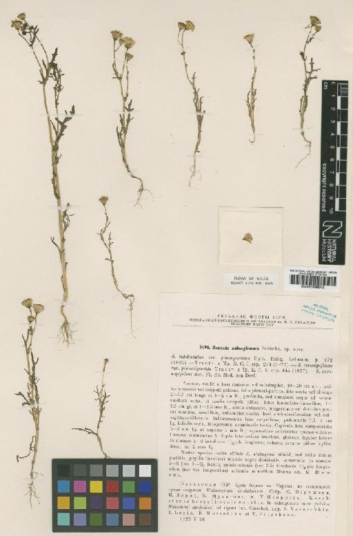 Senecio salsuginosus Schischk. - BM000996049