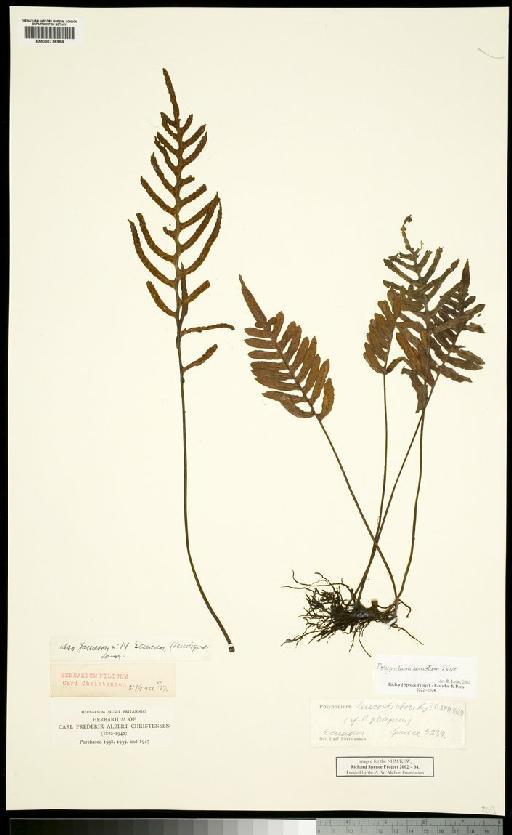 Pleopeltis remota (Desv.) A.R.Sm. - Spruce - BM000776969