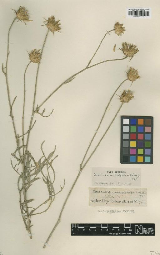 Centaurea macedonica Boiss. - BM001043130