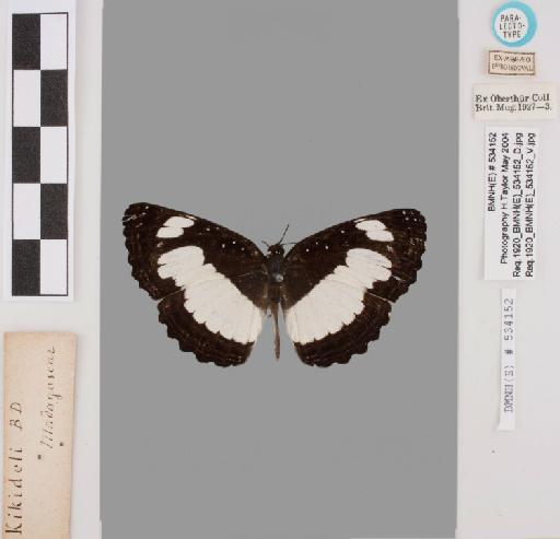 Neptis kikideli Boisduval - BMNH(E)#534152_Neptis_kikideli_Boisduval_paralectotype_female_labels