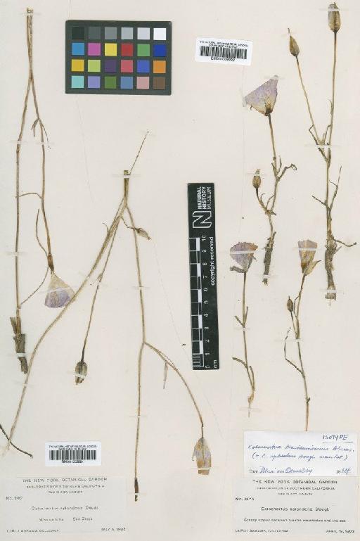 Calochortus splendens Douglas ex Benth. - BM001009902