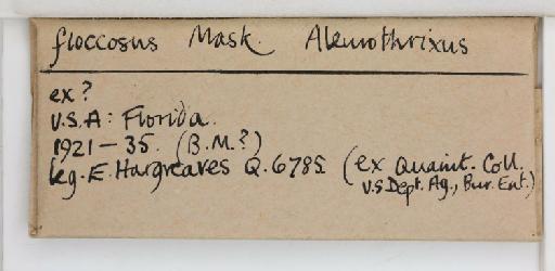 Aleurothrixus floccosus Maskell, W.M., 1896 - 013477393_additional