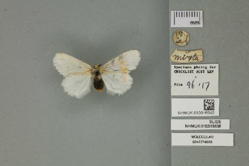 Porthesia mixta Butler, 1882 - 010916942