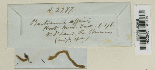 Breutelia affinis (Hook.) Mitt. - BM001087360