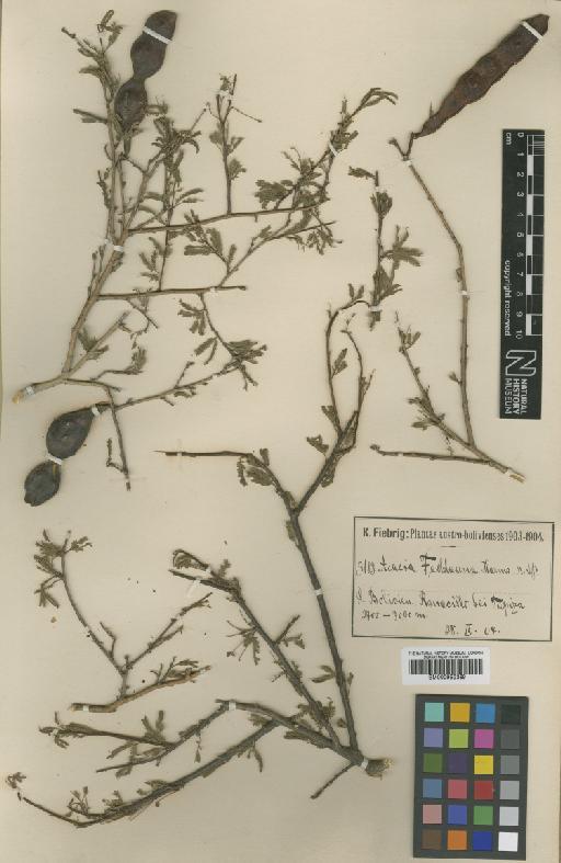 Acacia feddeana Harms - BM000952369