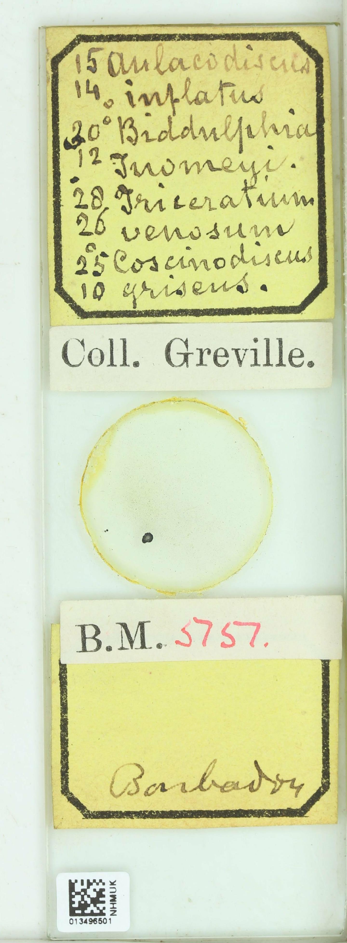 To NHMUK collection (Entogoniopsis venosa (Brightw.) J.Witkowski, P.A.Sims, Streln. & D.M.Williams; NHMUK:ecatalogue:4746915)