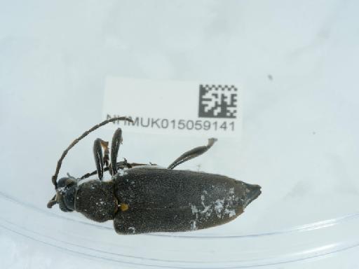 Stictoleptura (Melanoleptura) scutellata (Fabricius, 1781) - 015059141_2