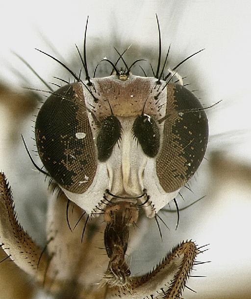 Heteromyza rotundicornis (Zetterstedt, 1846) - Heteromyza_rotundicornis-1240950-head-frontal-50_0x_edit