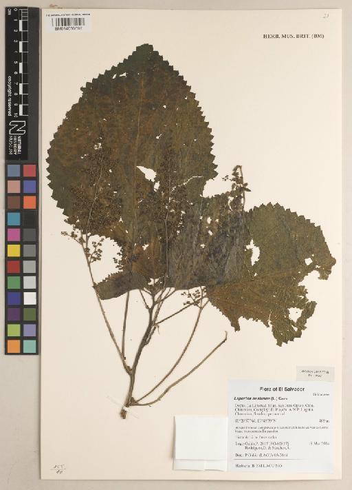 Laportea aestuans (L.) Chew - 014636692