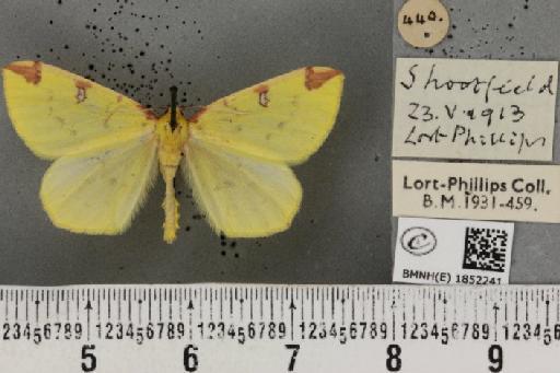 Opisthograptis luteolata (Linnaeus, 1758) - BMNHE_1852241_427627