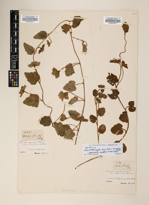 Jacquemontia montana (Moric.) Meisn. - 000906071